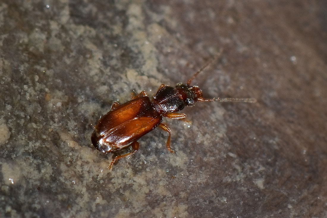 Piccolo Carabidae:   Perileptus areolatus